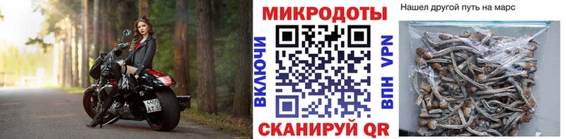 Псилоцибиновые грибы Psilocybe  как найти   Шумерля 